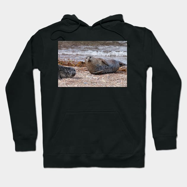 Two common seals at Portgordon Scotland Hoodie by dianecmcac